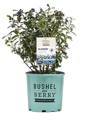 Blueberry Bush in 2-Size Container, Double Fruiting