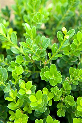 2 Gallon Southern Living Baby Gem Boxwood Hedge