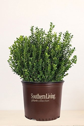 2 Gallon Southern Living Baby Gem Boxwood Hedge