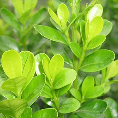 Japanese Boxwood Evergreen Hedge Shrub - Full Sun
