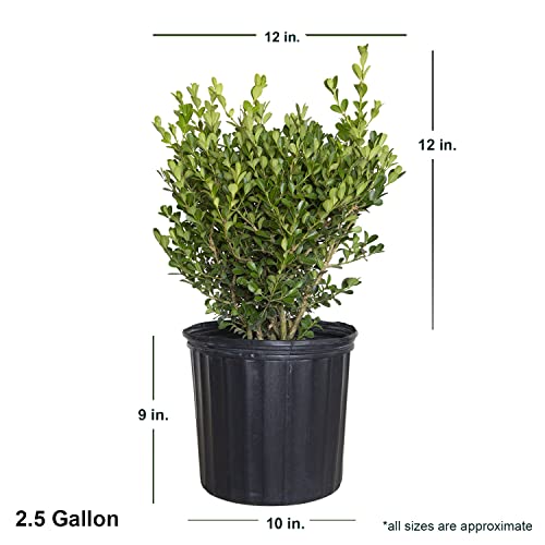 Japanese Boxwood Evergreen Hedge Shrub - Full Sun