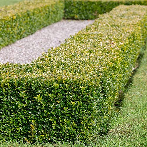 Japanese Boxwood Evergreen Hedge Shrub - Full Sun