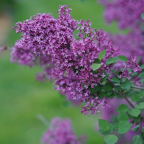 Bloomerang Dark Purple Reblooming Lilac Shrub - #3 Container