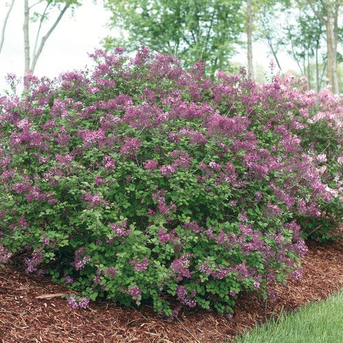 Bloomerang Dark Purple Reblooming Lilac Shrub - #3 Container