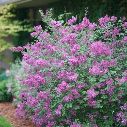 Bloomerang Dark Purple Reblooming Lilac Shrub - #3 Container