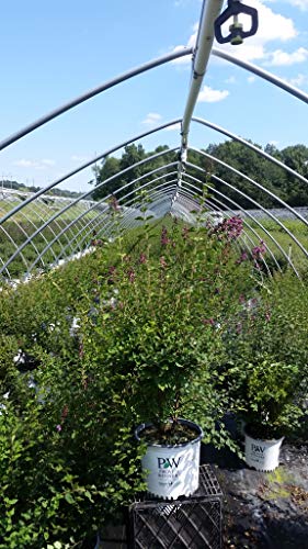 Bloomerang Dark Purple Reblooming Lilac Shrub - #3 Container