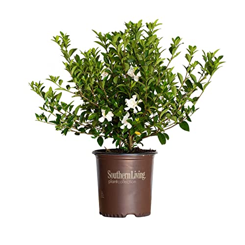 Jubilation Gardenia - Fragrant White Blooms Outdoor Shrub