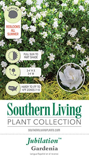 Jubilation Gardenia - Fragrant White Blooms Outdoor Shrub
