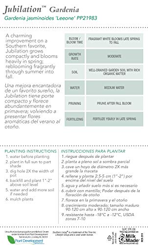 Jubilation Gardenia - Fragrant White Blooms Outdoor Shrub