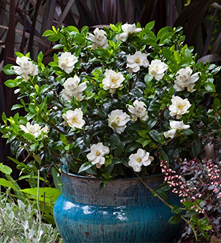 Jubilation Gardenia - Fragrant White Blooms Outdoor Shrub
