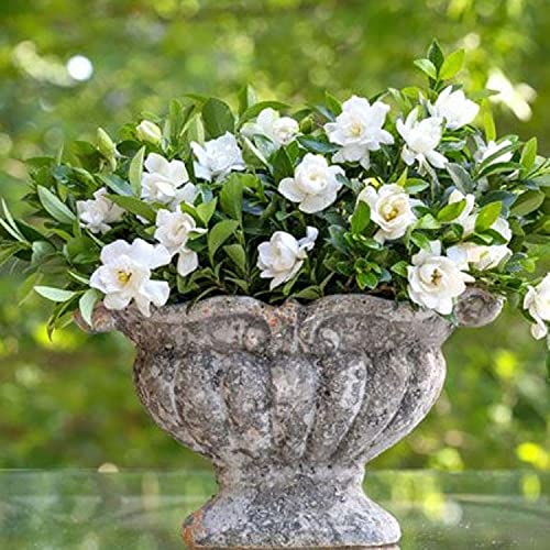 Jubilation Gardenia - Fragrant White Blooms Outdoor Shrub