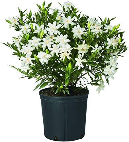 White Blooming Shrub Gardenia, Frostproof, 2.5 Qt