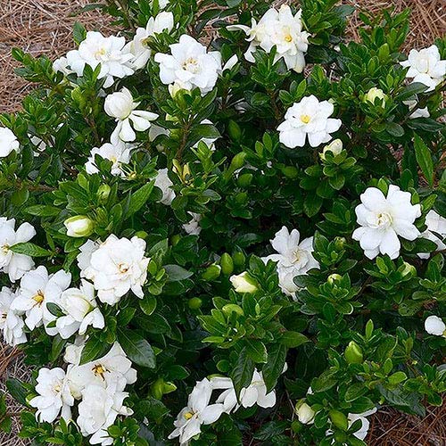 White Blooming Shrub Gardenia, Frostproof, 2.5 Qt