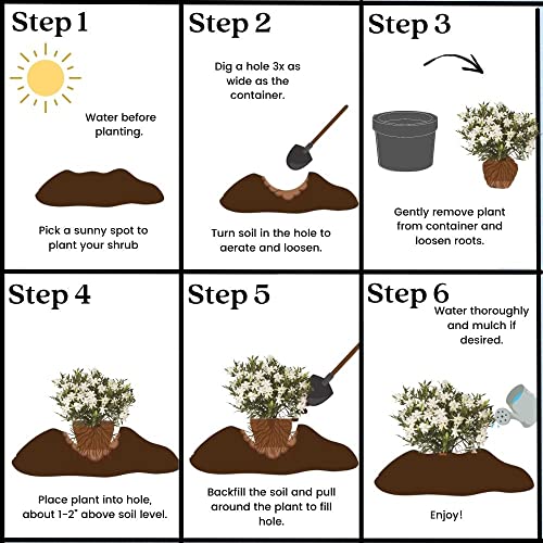 White Blooming Shrub Gardenia, Frostproof, 2.5 Qt