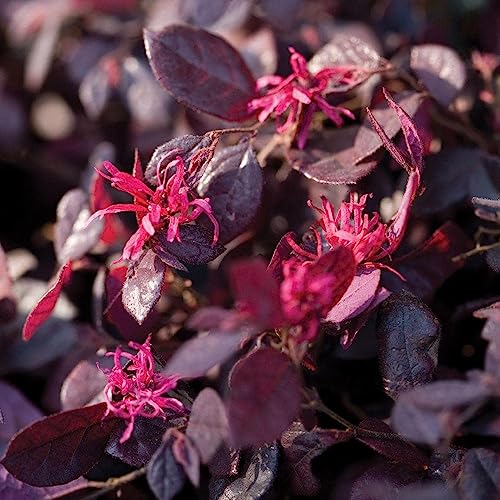 Purple Diamond Loropetalum Flowering Evergreen Shrub - Full Sun