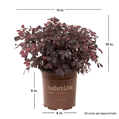 Purple Diamond Loropetalum Flowering Evergreen Shrub - Full Sun