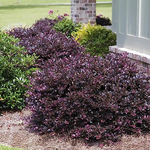 Purple Diamond Loropetalum Flowering Evergreen Shrub - Full Sun