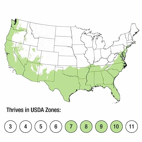 Purple Diamond Loropetalum Flowering Evergreen Shrub - Full Sun