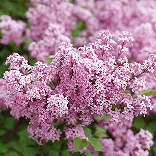 Bloomerang Purpink Reblooming Lilac Shrub, 4.5" Qt. Live