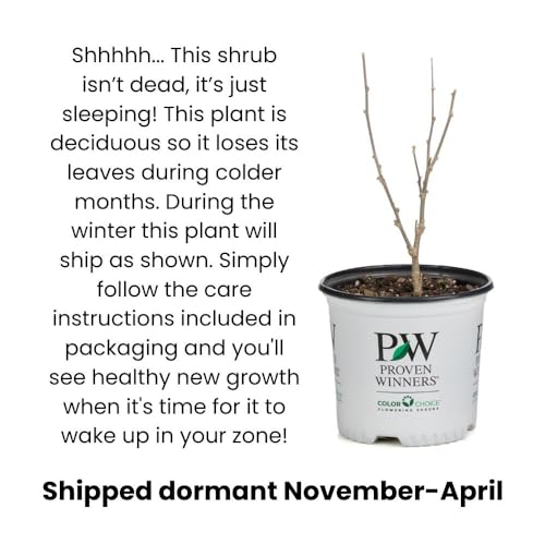 Bloomerang Purpink Reblooming Lilac Shrub, 4.5" Qt. Live