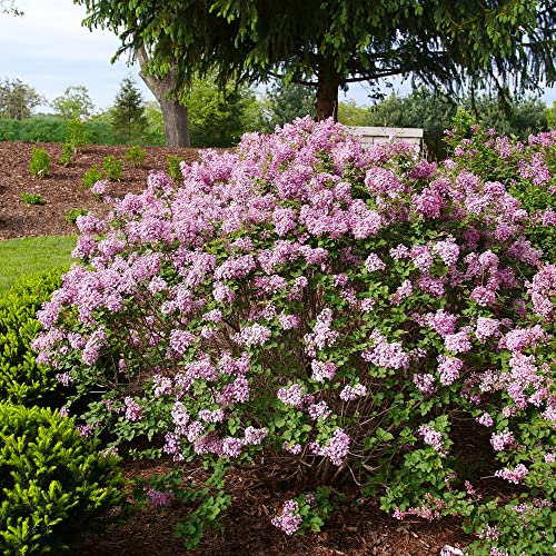 Bloomerang Purpink Reblooming Lilac Shrub, 4.5" Qt. Live
