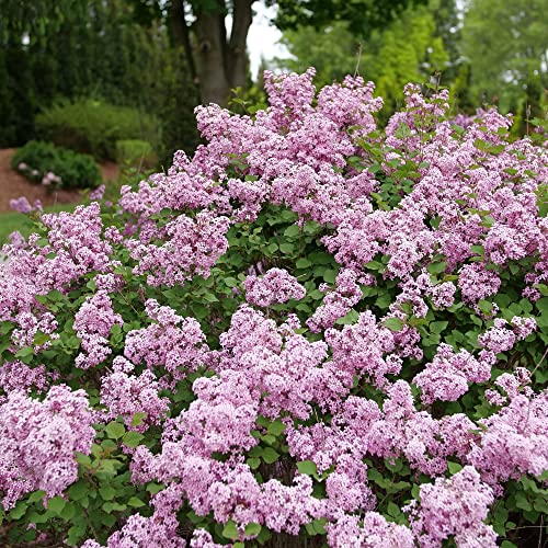 Bloomerang Purpink Reblooming Lilac Shrub, 4.5" Qt. Live