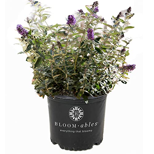 Flutterby Petite Blue Heaven Butterfly Bush - 3 gal