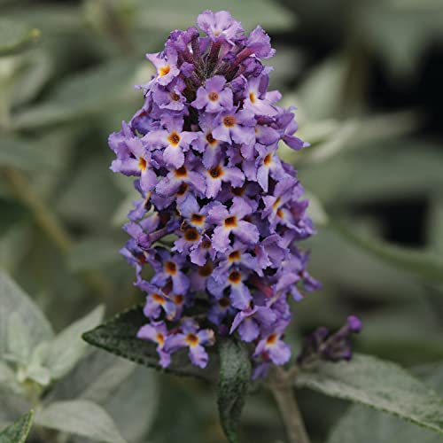 Flutterby Petite Blue Heaven Butterfly Bush - 3 gal