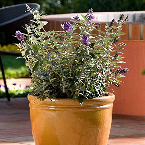 Flutterby Petite Blue Heaven Butterfly Bush - 3 gal