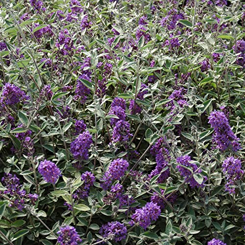 Flutterby Petite Blue Heaven Butterfly Bush - 3 gal