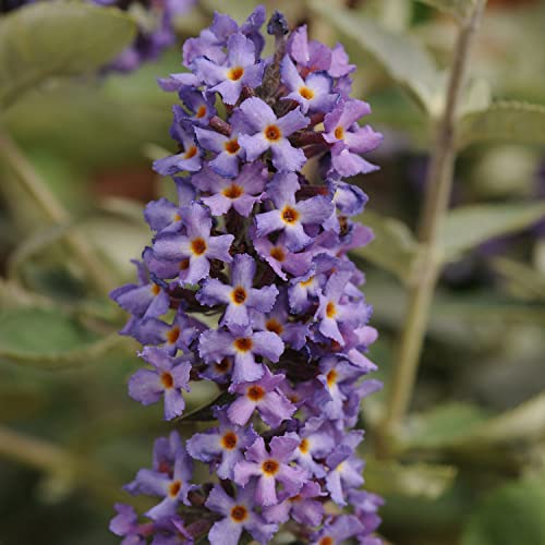 Flutterby Petite Blue Heaven Butterfly Bush - 3 gal