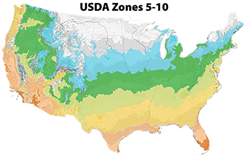 Flutterby Petite Blue Heaven Butterfly Bush - 3 gal