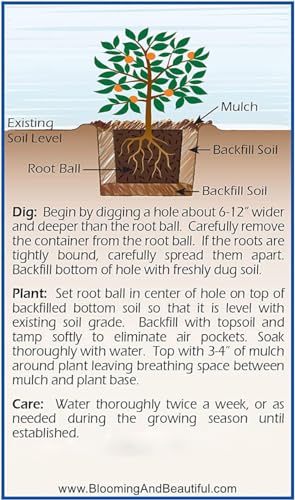 Flutterby Petite Blue Heaven Butterfly Bush - 3 gal