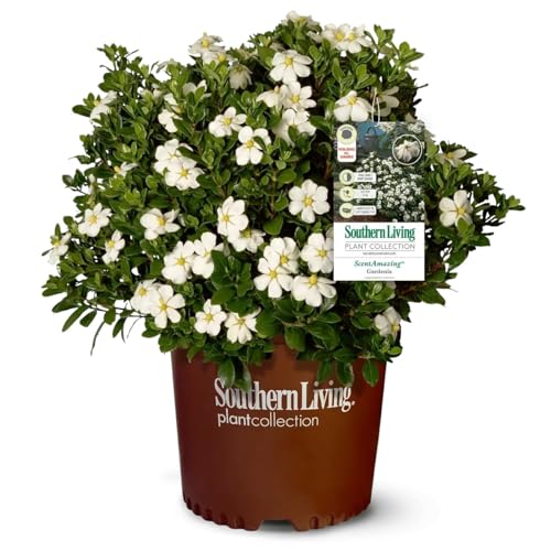 Scentamazing Gardenia Outdoor Shrub - Full Sun to Part Shade