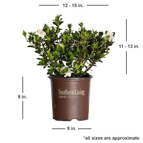 Scentamazing Gardenia Outdoor Shrub - Full Sun to Part Shade