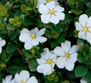 Scentamazing Gardenia Outdoor Shrub - Full Sun to Part Shade