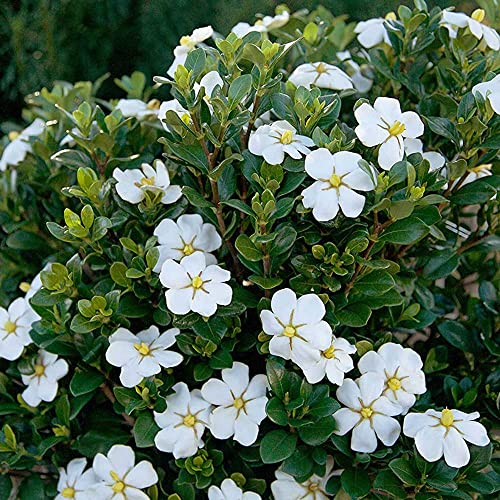 Scentamazing Gardenia Outdoor Shrub - Full Sun to Part Shade