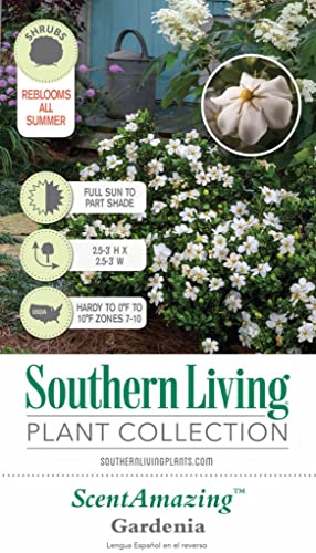 Scentamazing Gardenia Outdoor Shrub - Full Sun to Part Shade