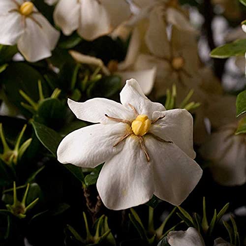 Scentamazing Gardenia Outdoor Shrub - Full Sun to Part Shade