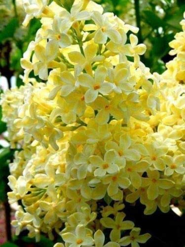 Yellow Lilac Seeds - Fragrant Perennial Flower Bush
