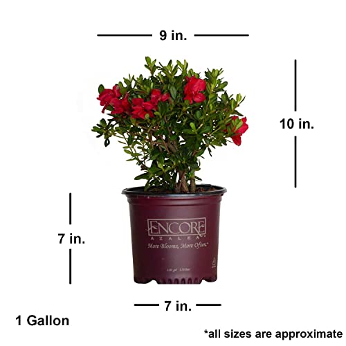 Encore Azalea Autumn Bonfire Red Flowering Shrub (1 Gallon)