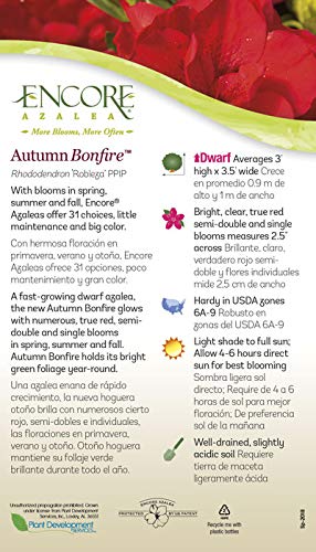 Encore Azalea Autumn Bonfire Red Flowering Shrub (1 Gallon)