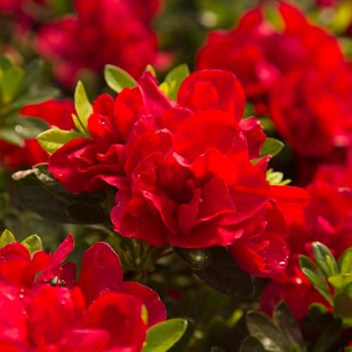 Encore Azalea Autumn Bonfire Red Flowering Shrub (1 Gallon)