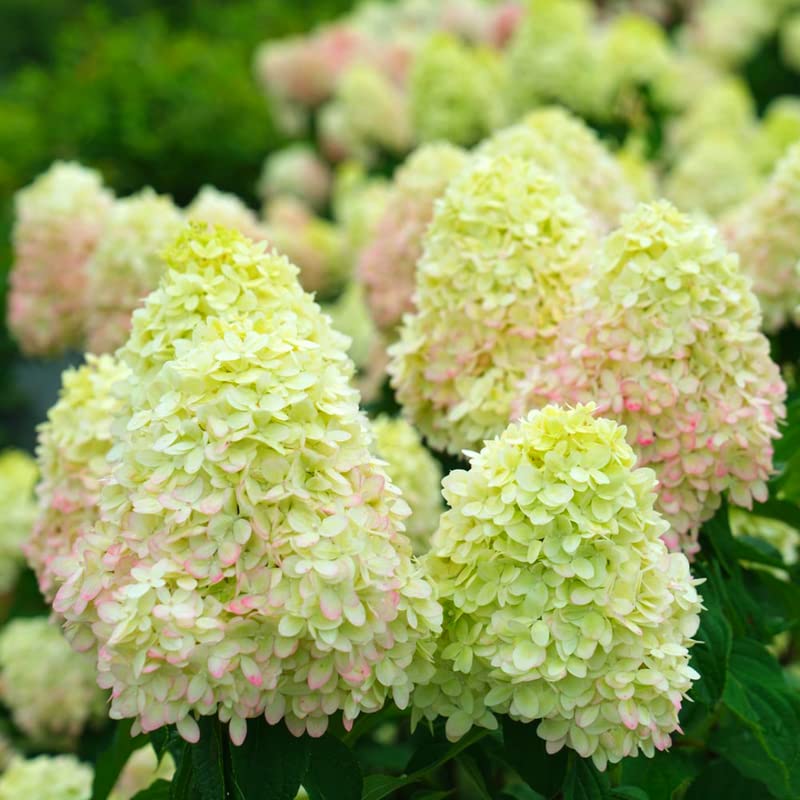 Live Pink Green Hydrangea Shrub in 4" Pot