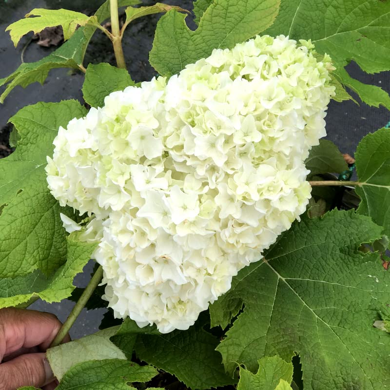 Live Pink Green Hydrangea Shrub in 4" Pot
