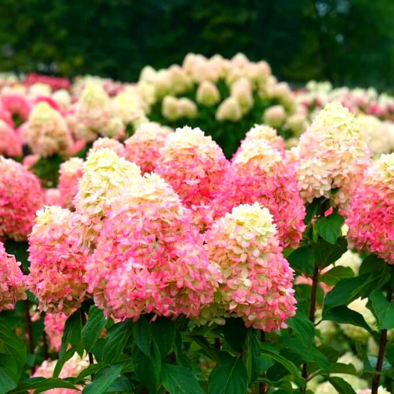Live Pink Green Hydrangea Shrub in 4" Pot