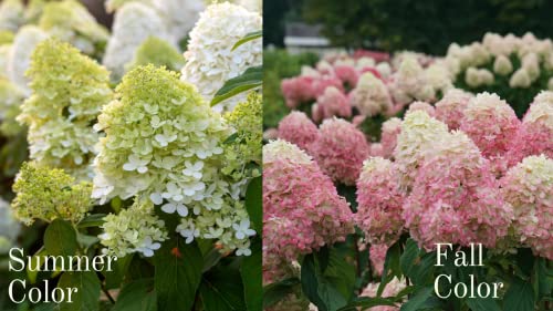 Live Pink Green Hydrangea Shrub in 4" Pot