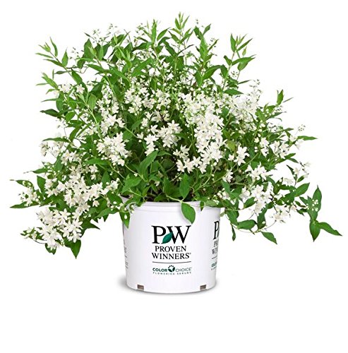 Proven Winners Yuki Snowflake Shrub - White Flowers