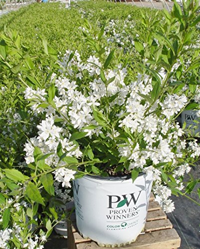 Proven Winners Yuki Snowflake Shrub - White Flowers