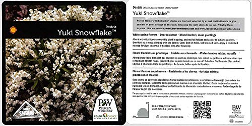 Proven Winners Yuki Snowflake Shrub - White Flowers